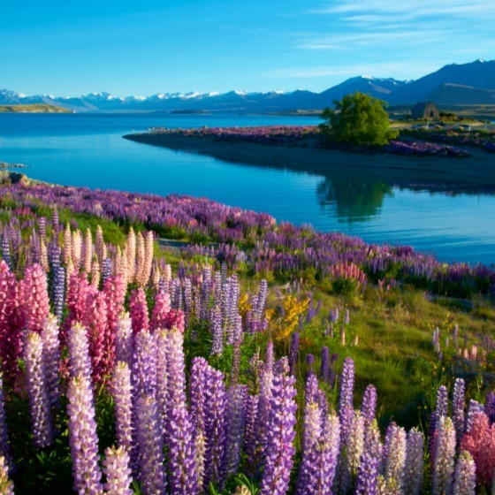 New Zealand South Island: 7-Days through the Wild South