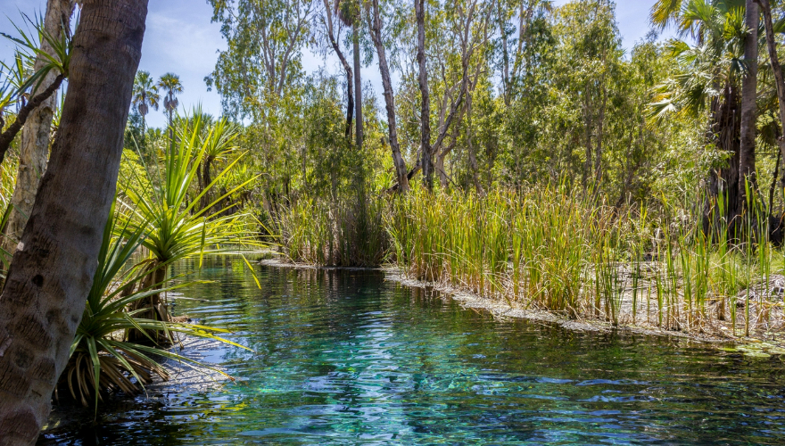 Mataranka thermal springs, Elsey National Park, Northern Territory, Australia
