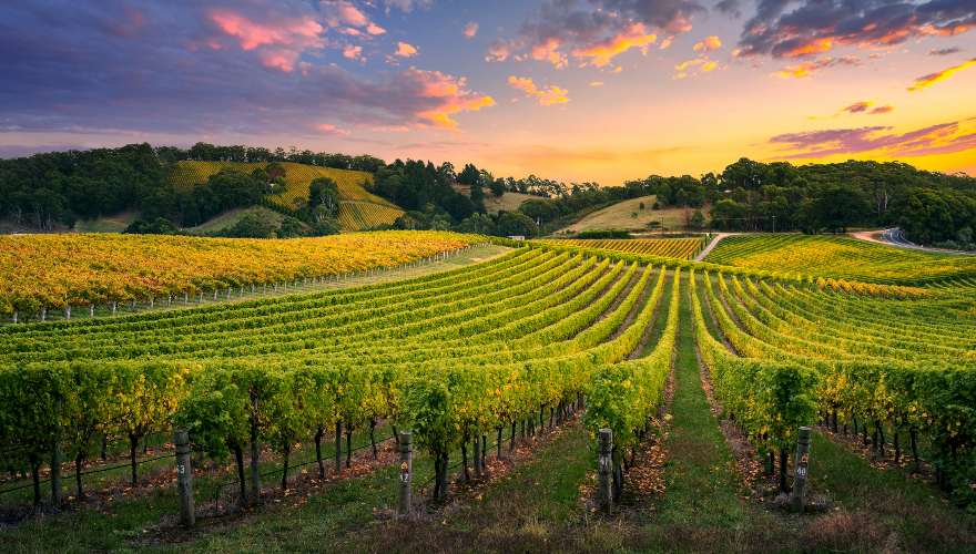 Vineyard in the Adelaide Hills, Barossa Valley