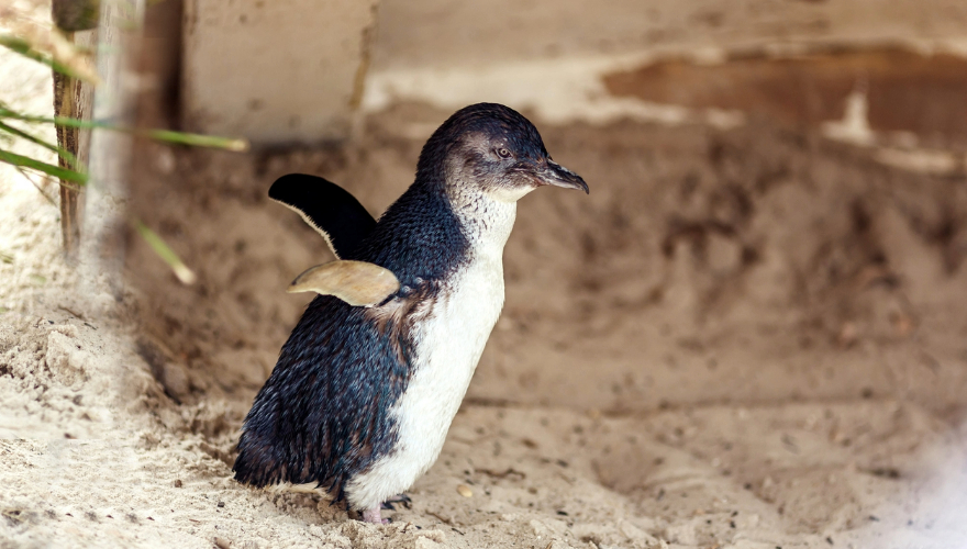 Phillip island penguin, Victoria