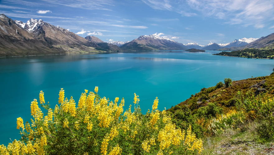 Yellow Lupins at Lake Wakatipu between Queenstown and Glenorchy, Otago, South Island, New Zealand
