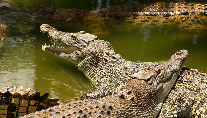 Salt Water Crocodiles