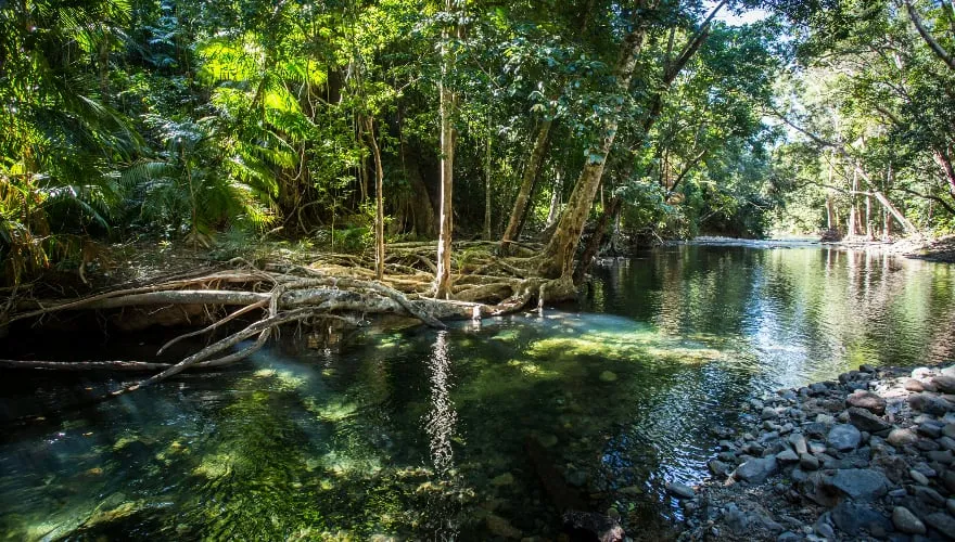 A creek north of Cape Tribulation in the Daintree region of Queensland, Australia
