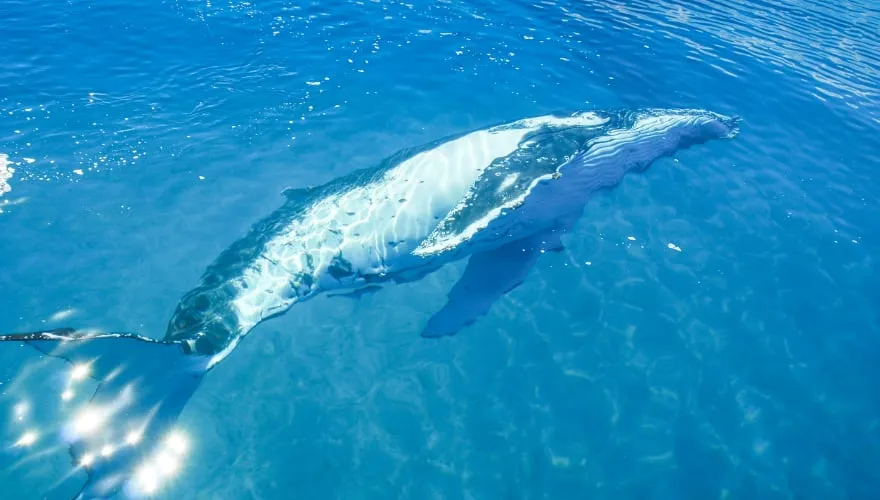 Humpback Whale underwater in Hervey Bay, Queensland, Australia