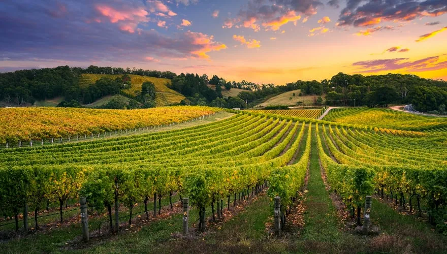 Vineyard in the Adelaide Hills, Barossa Valley