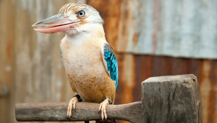 Blue Winged Kookaburra