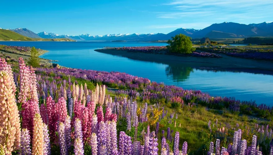 Early morning sun falls on the lupins near the Church of the Good Shepherd near Lake Tekapo, on New Zealand's South Island
