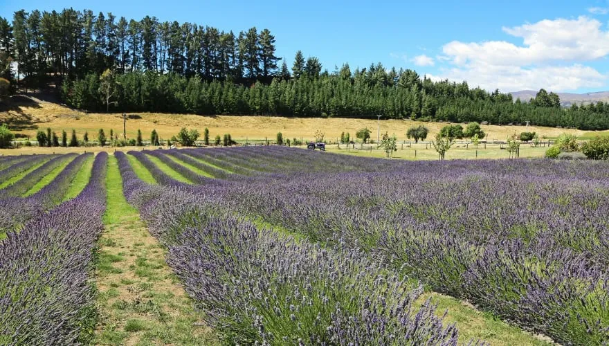 Wanaka Lavender Farm, New Zealand