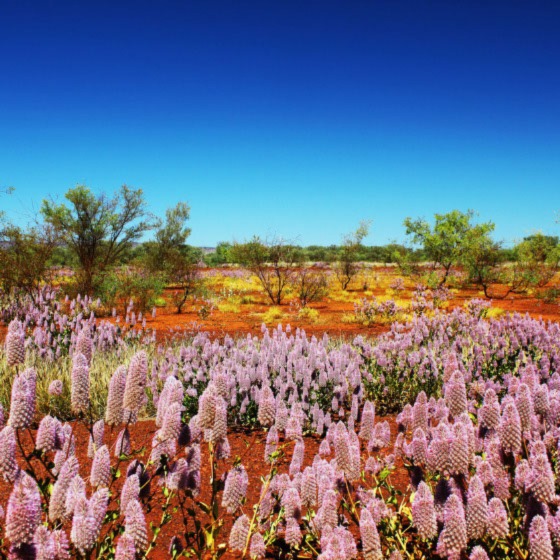 Coastal Splendours and Outback Marvels: 14-Days from Broome to Perth