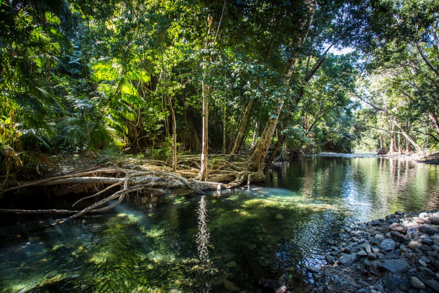 A creek in the Daintree, north of Cape Tribulation