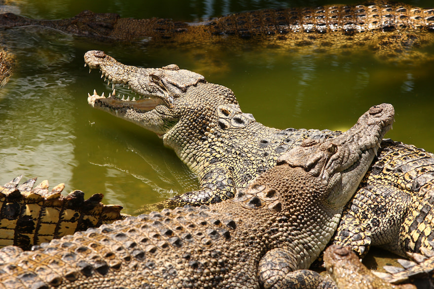 Crocodiles in Darwin, NT