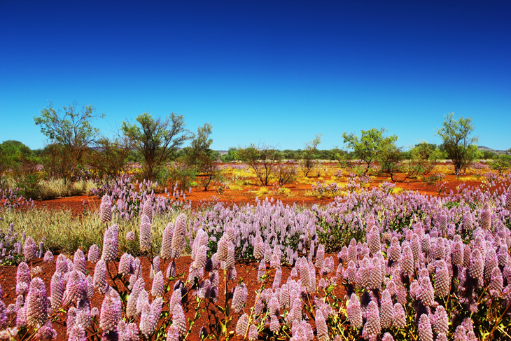 Pink Mulla Mulla Wildflowers blooming in Spring in the Outback